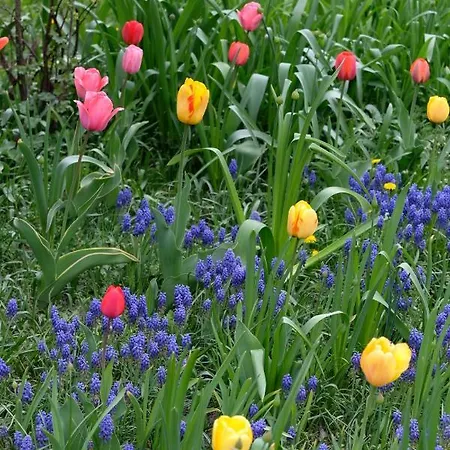 Les Jardins De Rose * Liddes